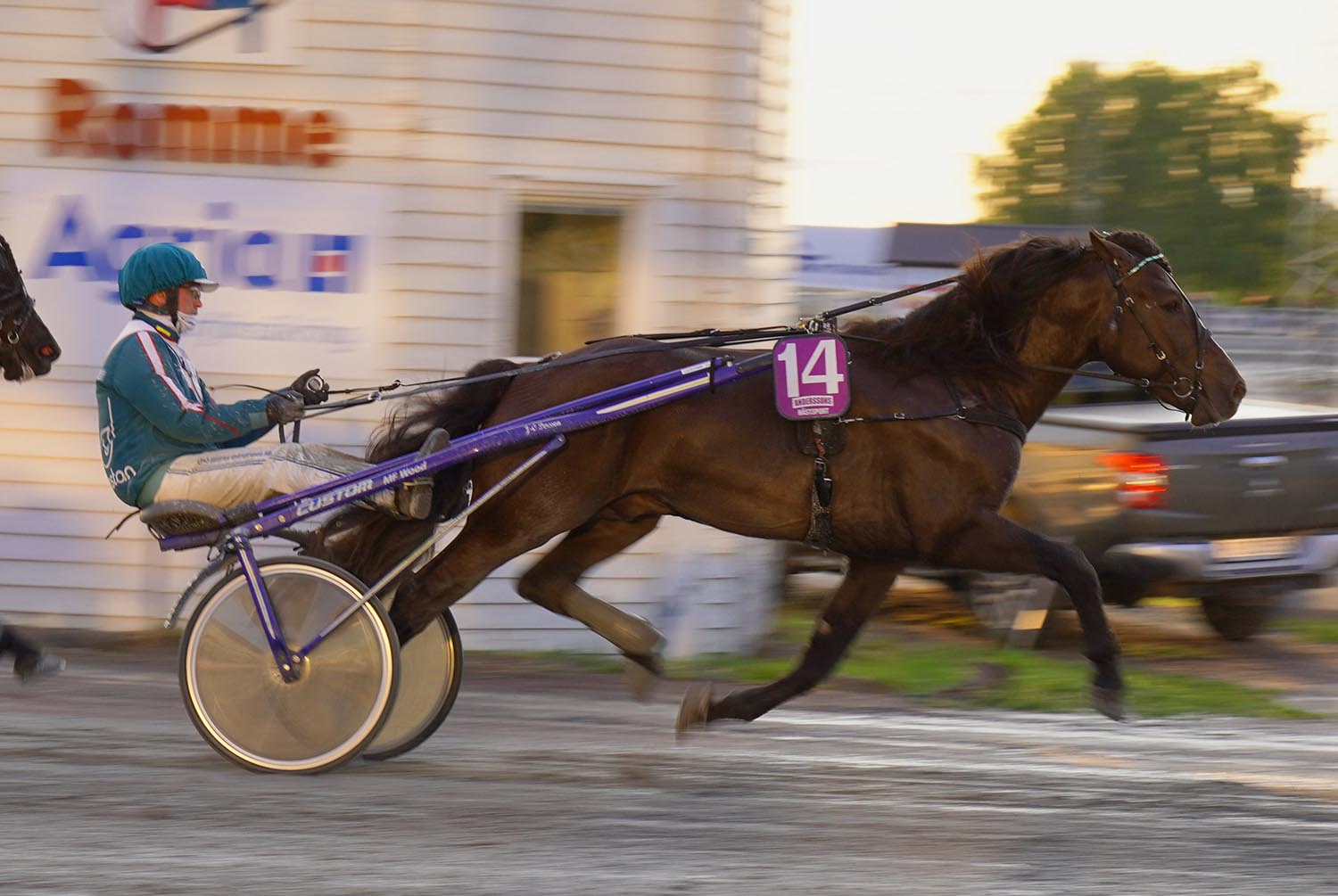 Granbarksborren 250611-1